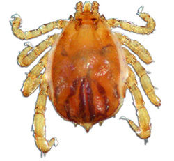 Rhipicephalus decoloratus male